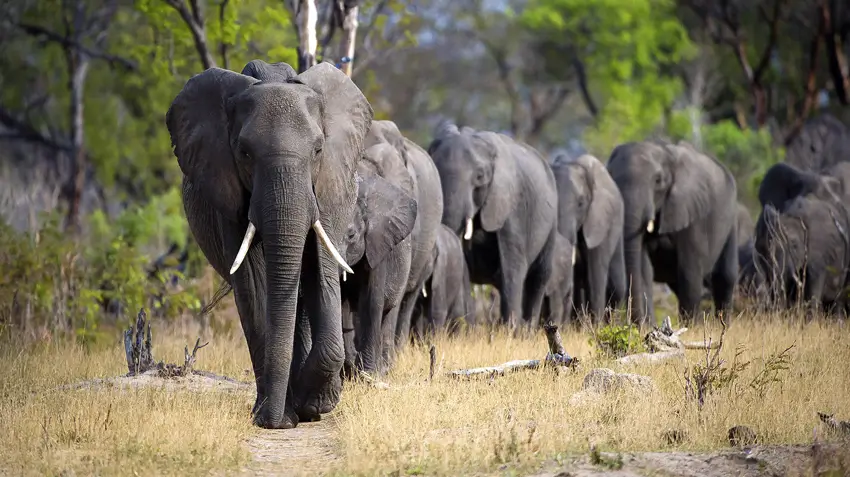 Best elephant activities in Jaipur