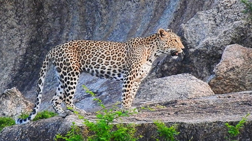 Best Leopard Safari Experiences in Rajasthan – Jawai & Bera Special