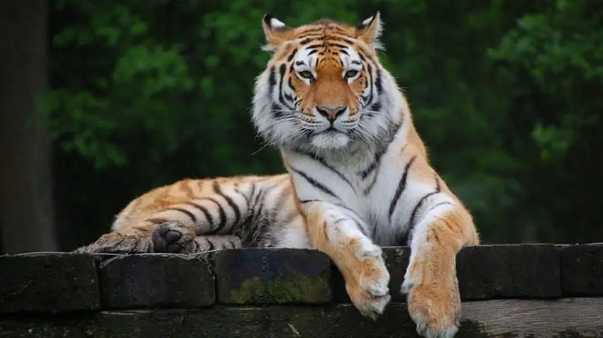 Best Safari Zones in Ranthambore National Park