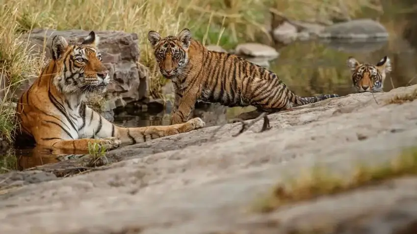 Best Time to Visit Ranthambore for Photography – Wildlife, Light & Safari Planning Guide