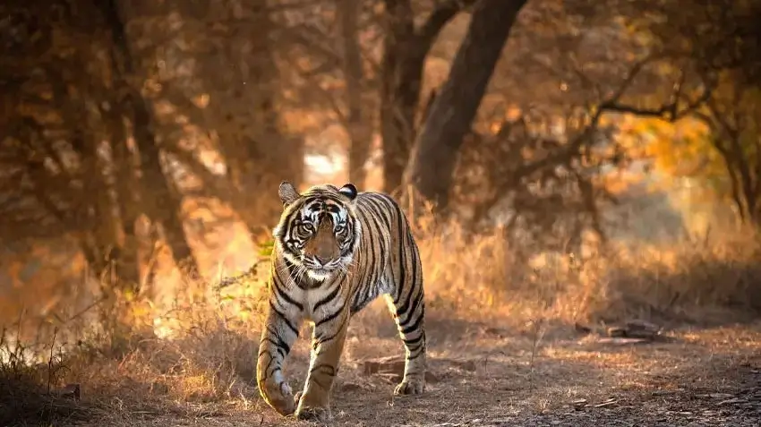Can You See Tigers in Ranthambore