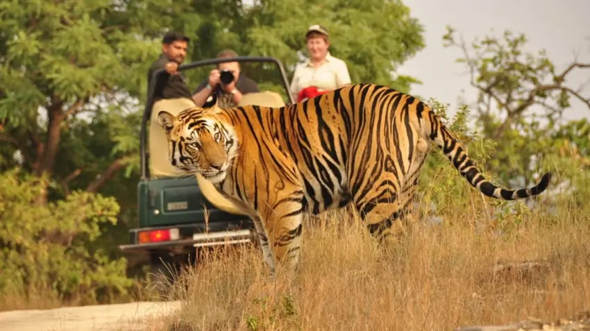 Desert safari vs jungle safari in Rajasthan