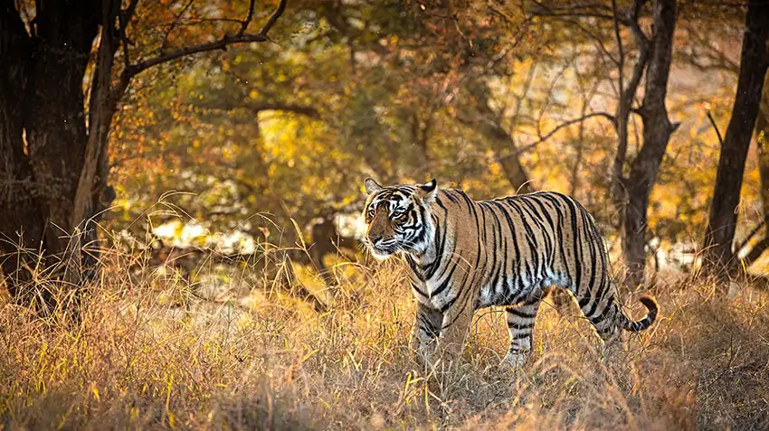 Desert Wildlife of Rajasthan