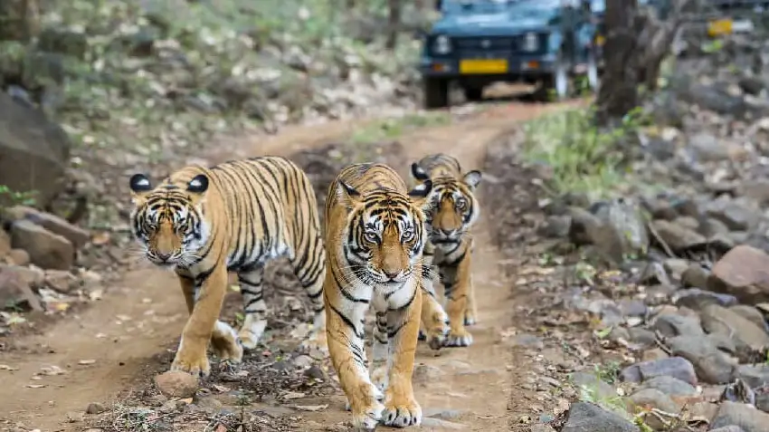 Golden Triangle Itinerary with Ranthambore – Tigers & Taj Mahal - Complete Guide