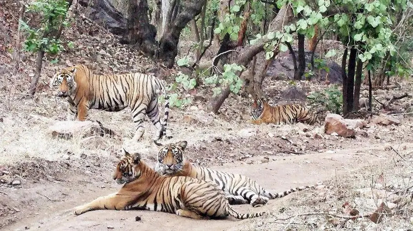 How Early Should I Book Ranthambore Safari – Complete Booking Strategy Guide