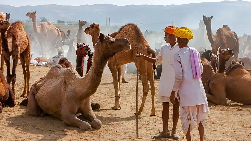 Jaipur Jodhpur Jaisalmer Tour – Forts, Palaces & Desert Experiences