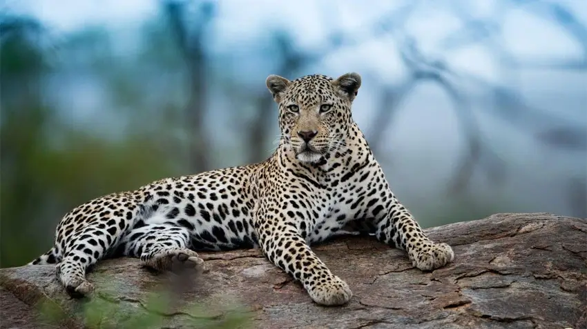 Jawai Leopard Safari Complete Travel Guide