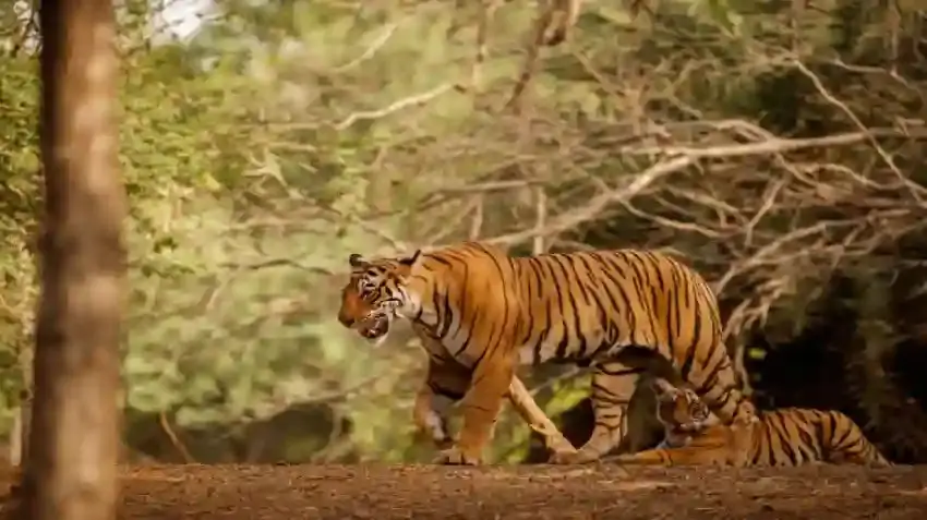 Rajasthan Wildlife Safari Guide – Ranthambore, Jawai & Desert National Park