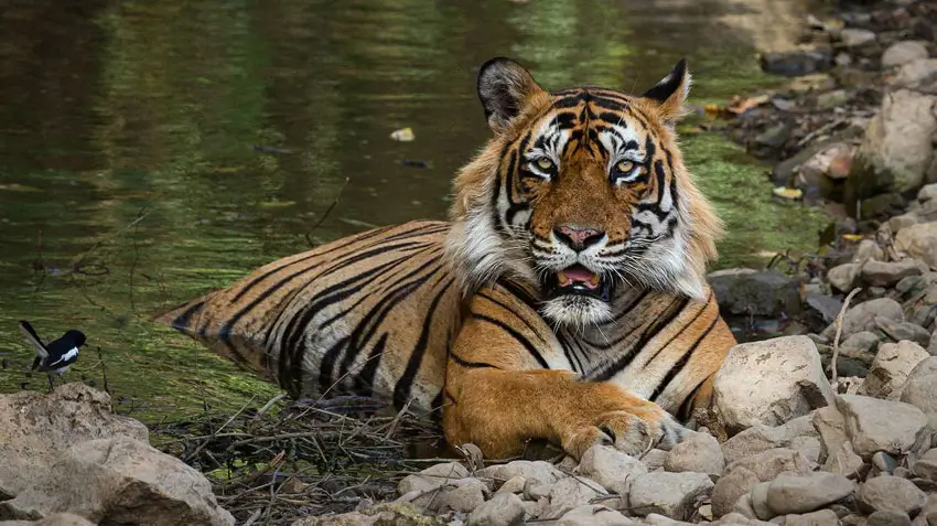 Ranthambore Safari Booking Process Step-by-Step Guide for Visitors