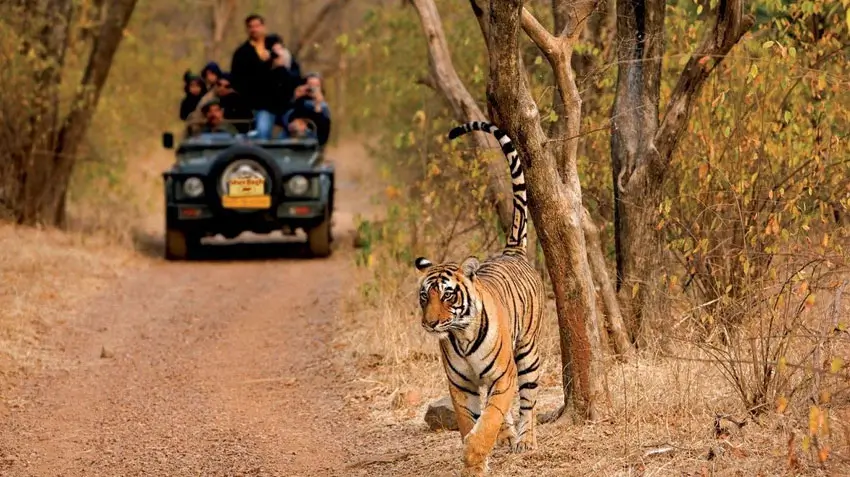 Ranthambore Tour Package with Safari, Best Zones & Hotels