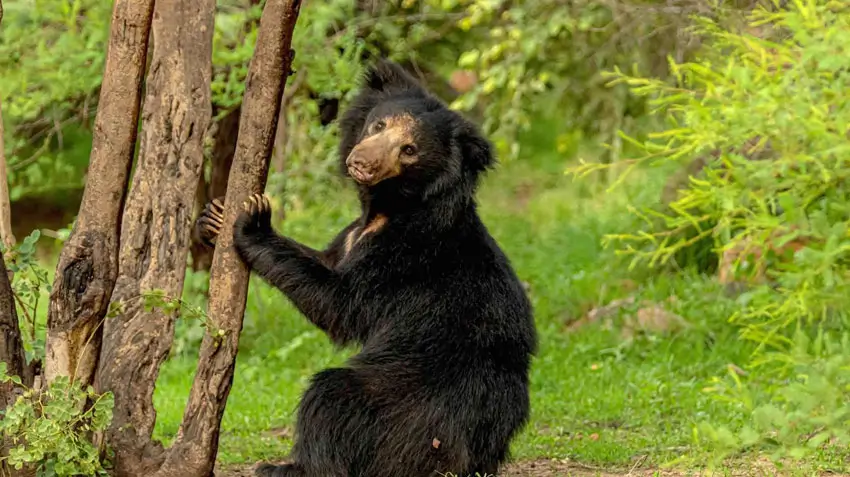 The Sloth Bear Safari: Daroji & Jawai’s Rarest Wildlife Experience