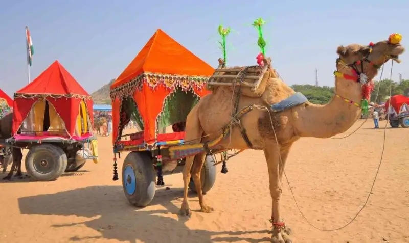 Rajasthan with Teenagers: Family Travel Guide with Activities, Wildlife & Cultural Experiences