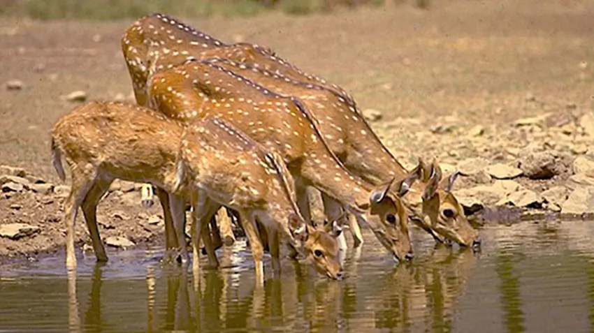 Wildlife Photography Tour in Rajasthan – Planning Guide for Serious Photographers