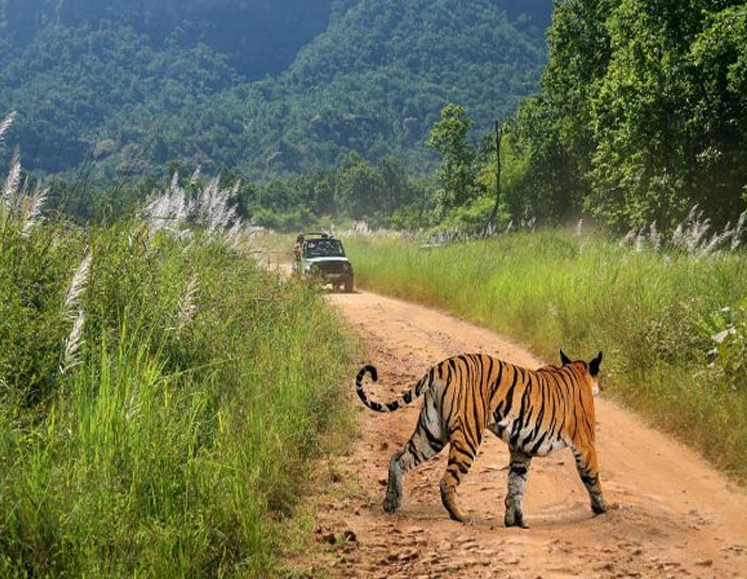 Bandhavgarh National Park