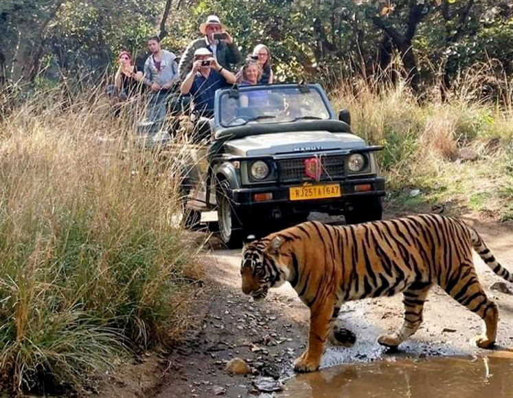 Ranthambore