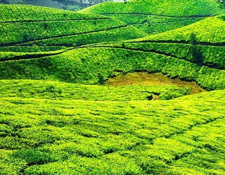 South India Spice & Plantation Tour, Spice Tour in South India, South Kerala Spice Plantation Tour