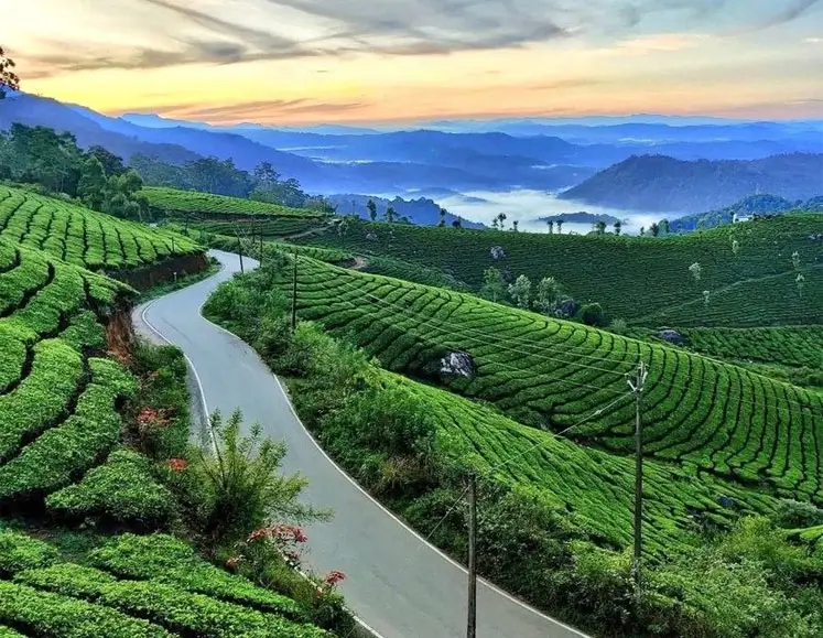 Kerala Hill Stations & Tea Plantation Tour