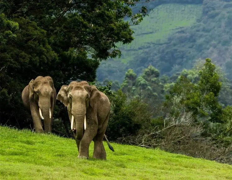 Kerala Wildlife & Rainforest Safari Tour