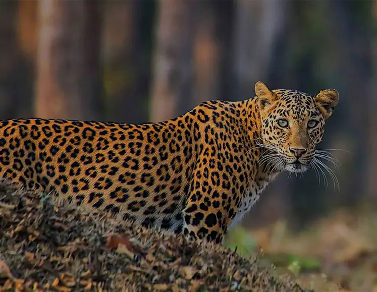 Luxury India Heritage & Leopard Safari Tour