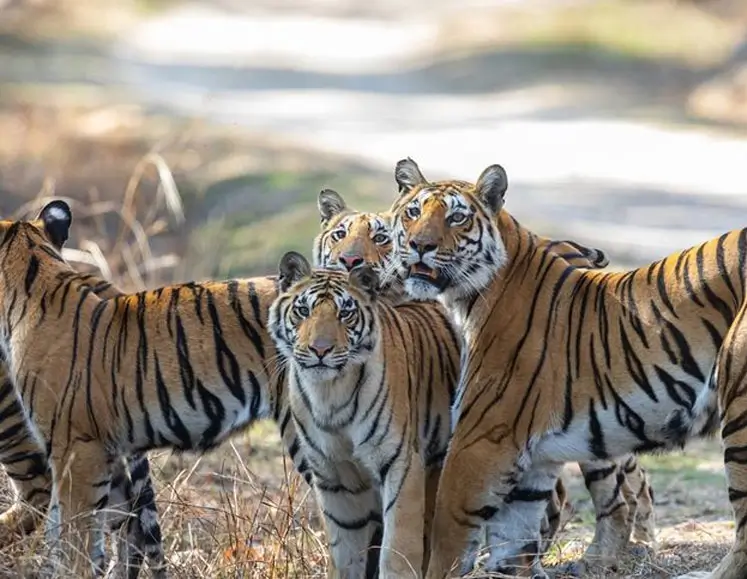 Luxury India Wildlife & Tiger Safari Tour