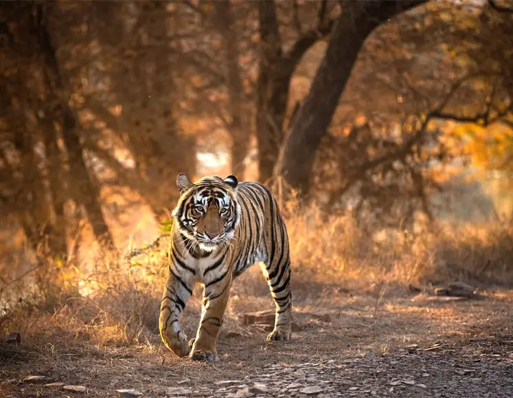 Rajasthan Desert & Wildlife Expedition
