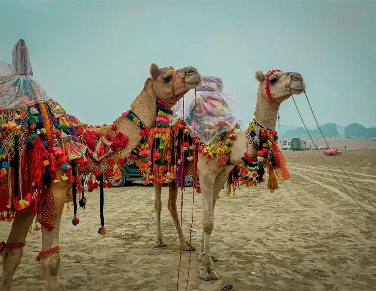 Rajasthan Photography & Festival Tour