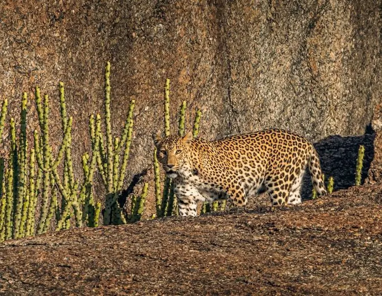 Rajasthan Royal Safari & Leopard Trail