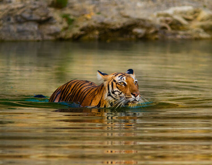 Rajasthan Wildlife Tour