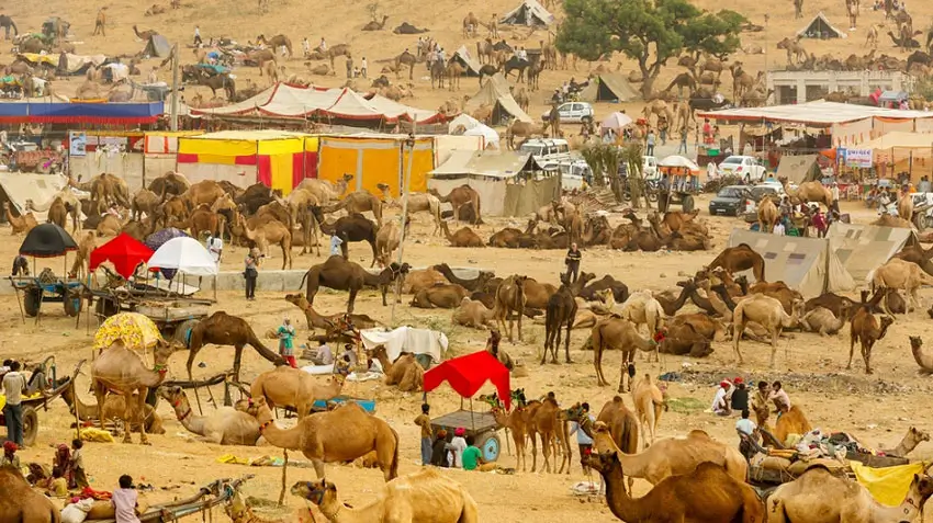 Camel
