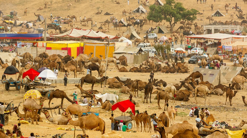 Pushkar-Camel-Fair