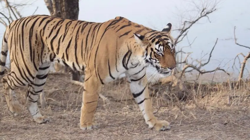 Ranthambore-Safari-Experience