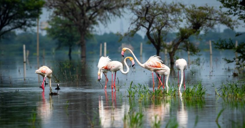 Keoladeo National Park