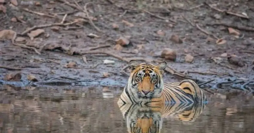 Ranthambore National Park